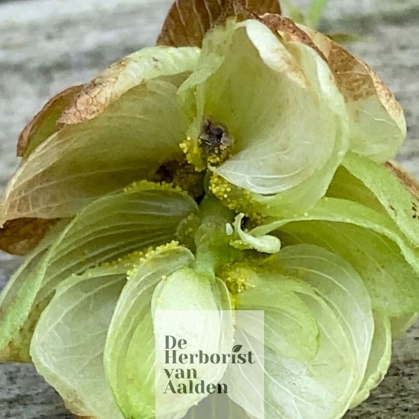 Humulus Lupulus, Hop. De Herborist van Aalden. Humulus Lupulus, Hop. De Herborist van Aalden.