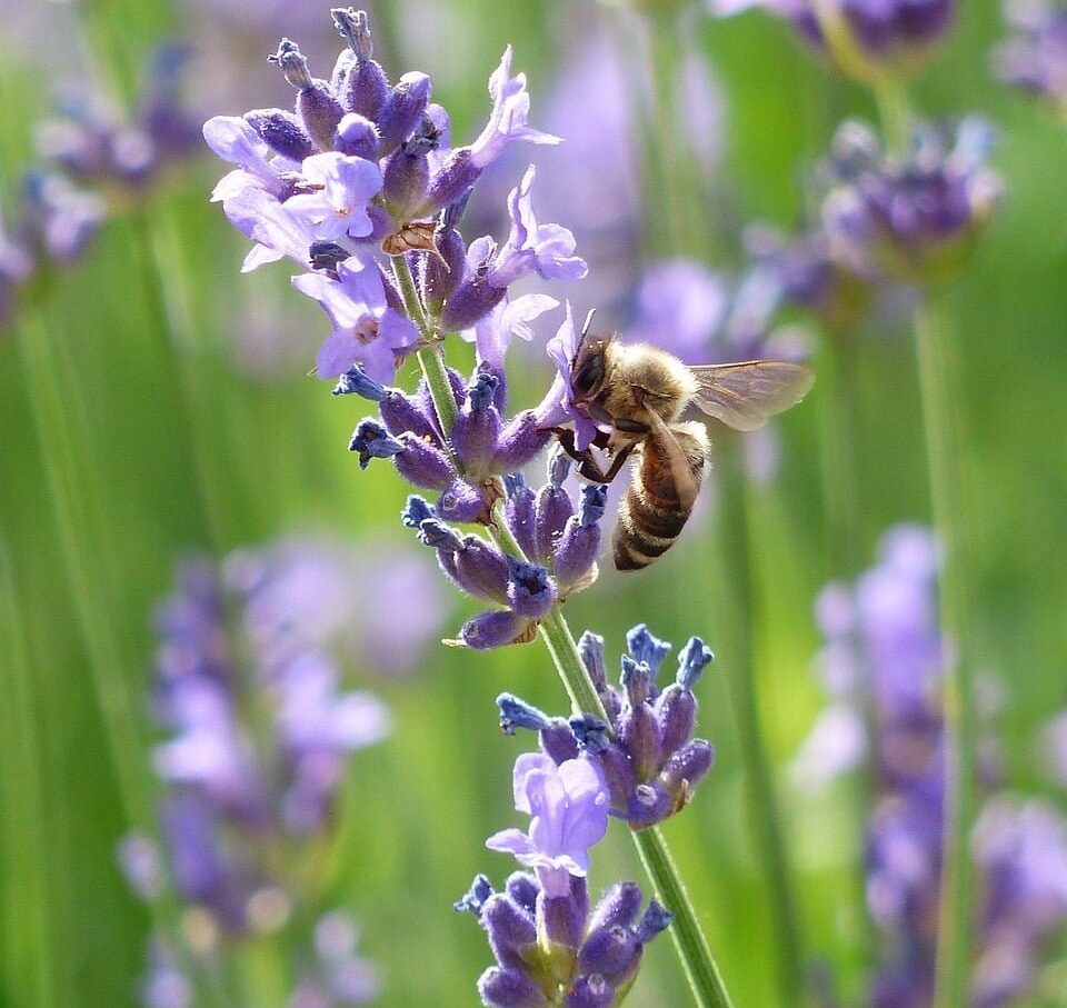 De Herborist van Aalden, Kim Voets. Lavendel (Lavandula angustifolia) De Herborist van Aalden, Kim Voets. Lavendel (Lavandula angustifolia)