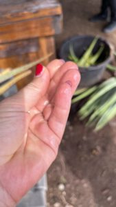 Aloe Vera van Aruba. De Herborist van Aalden