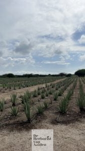 De Herborist van Aalden. We are Aloe, Royal Aloe Aruba