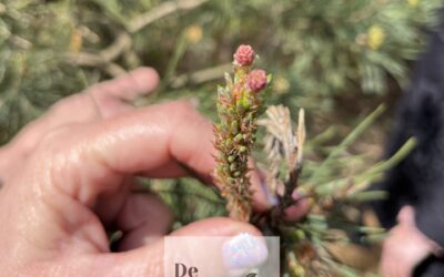 Hoestsiroop maken van de grove den