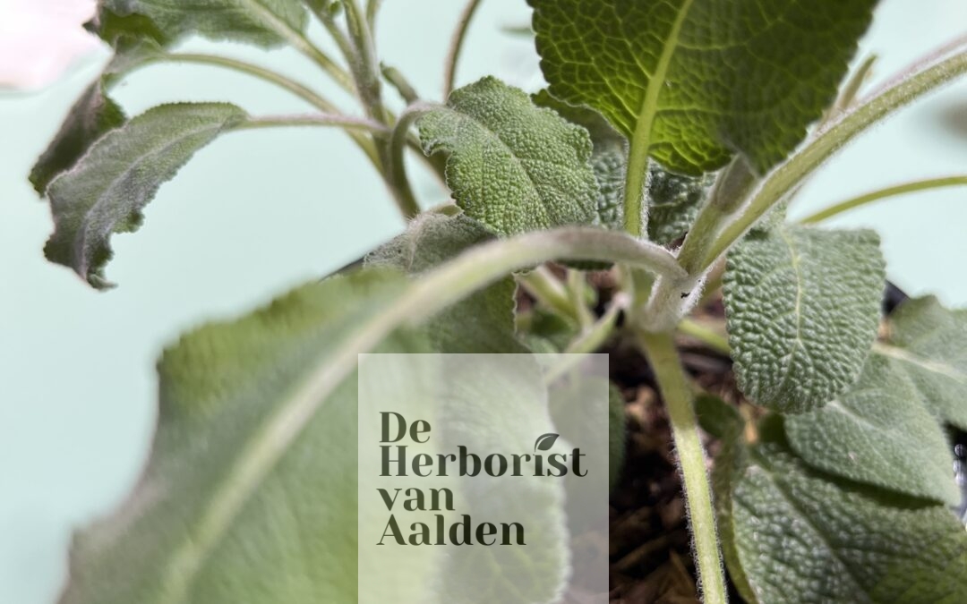 Een reis-ehbo van een herborist voor Cuba