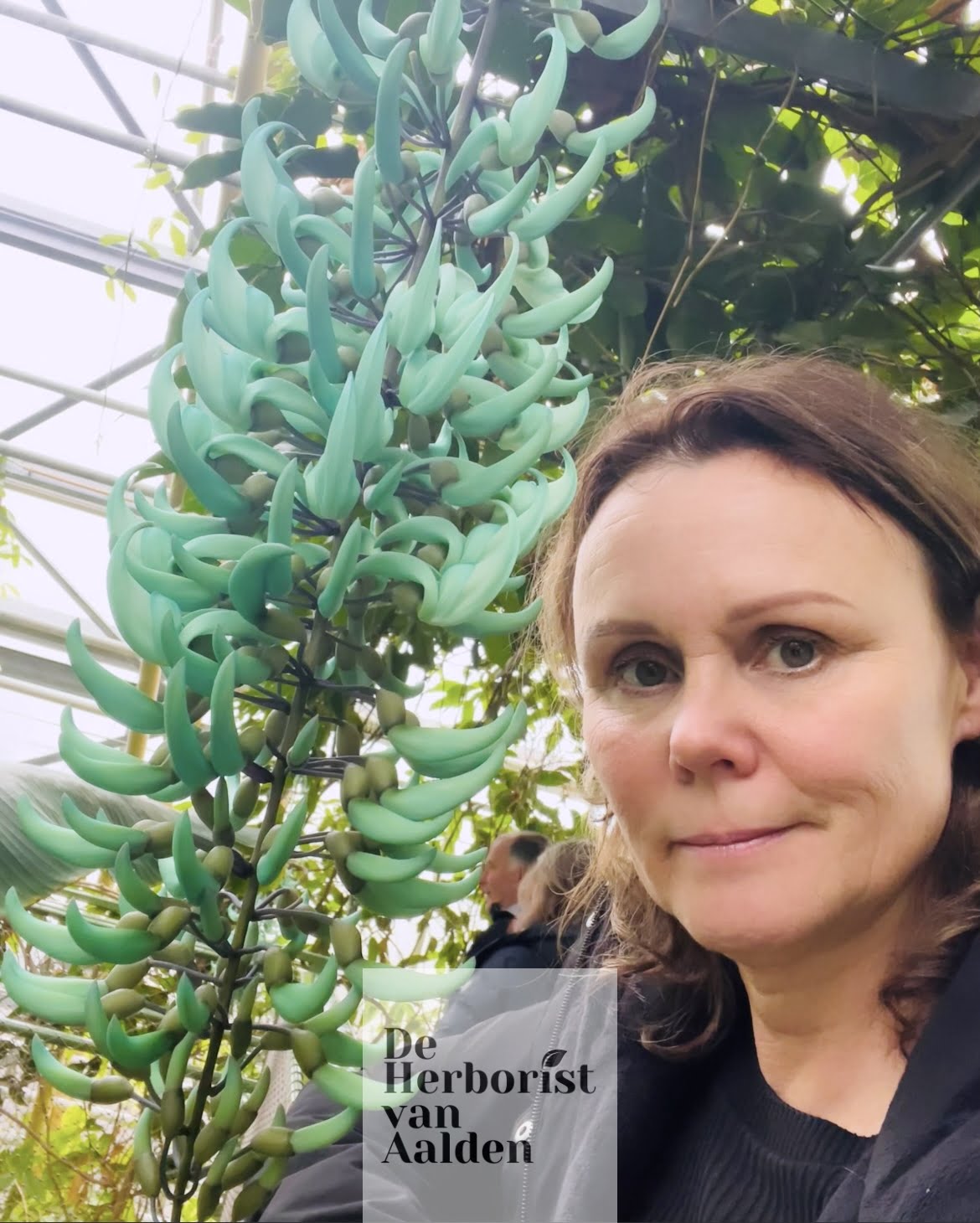 De Herborist van Aalden in de Hortus Botanicus Leiden bij de bloeiende Jadeboom De Herborist van Aalden in de Hortus Botanicus Leiden bij de bloeiende Jadeboom