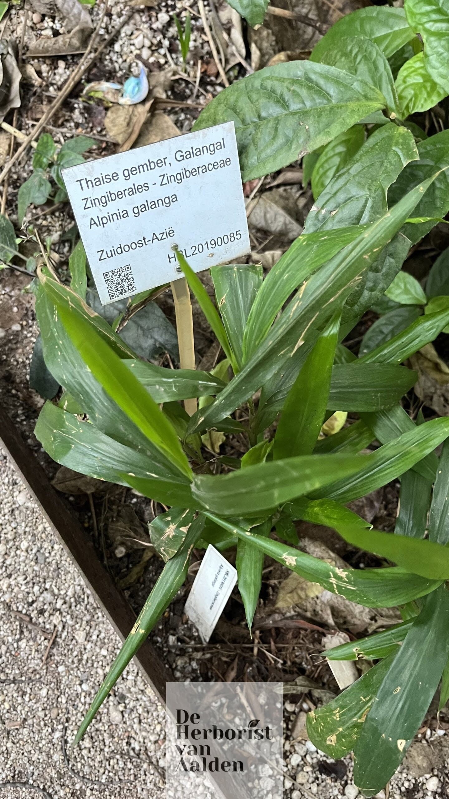 De Herborist van Aalden, Thaise gember De Chinese tuin in de Hortus Botanicus Leiden