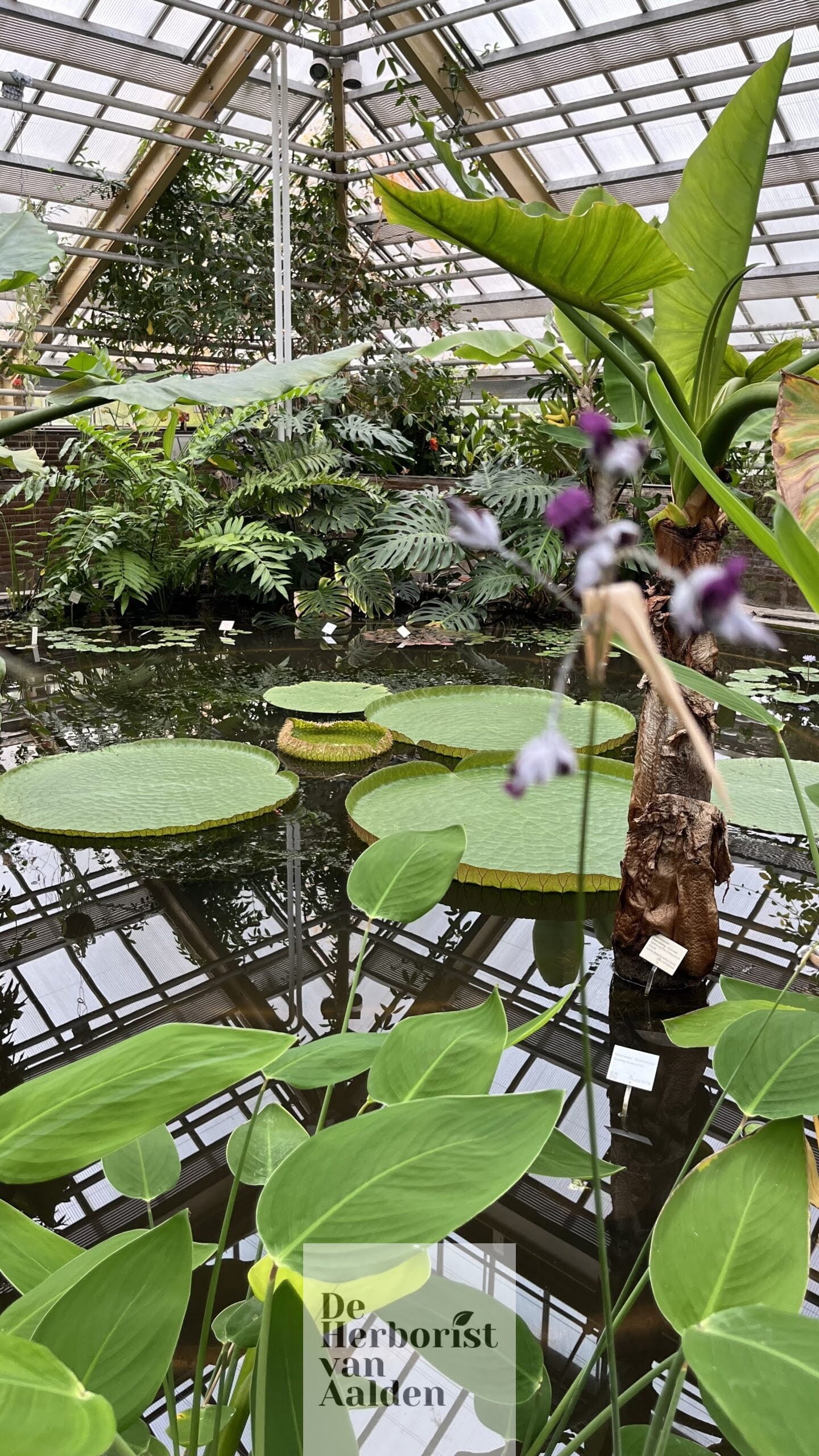 De Herborist van Aalden in de Hortus Botanicus in Leiden bij de vijver in de tropische kas