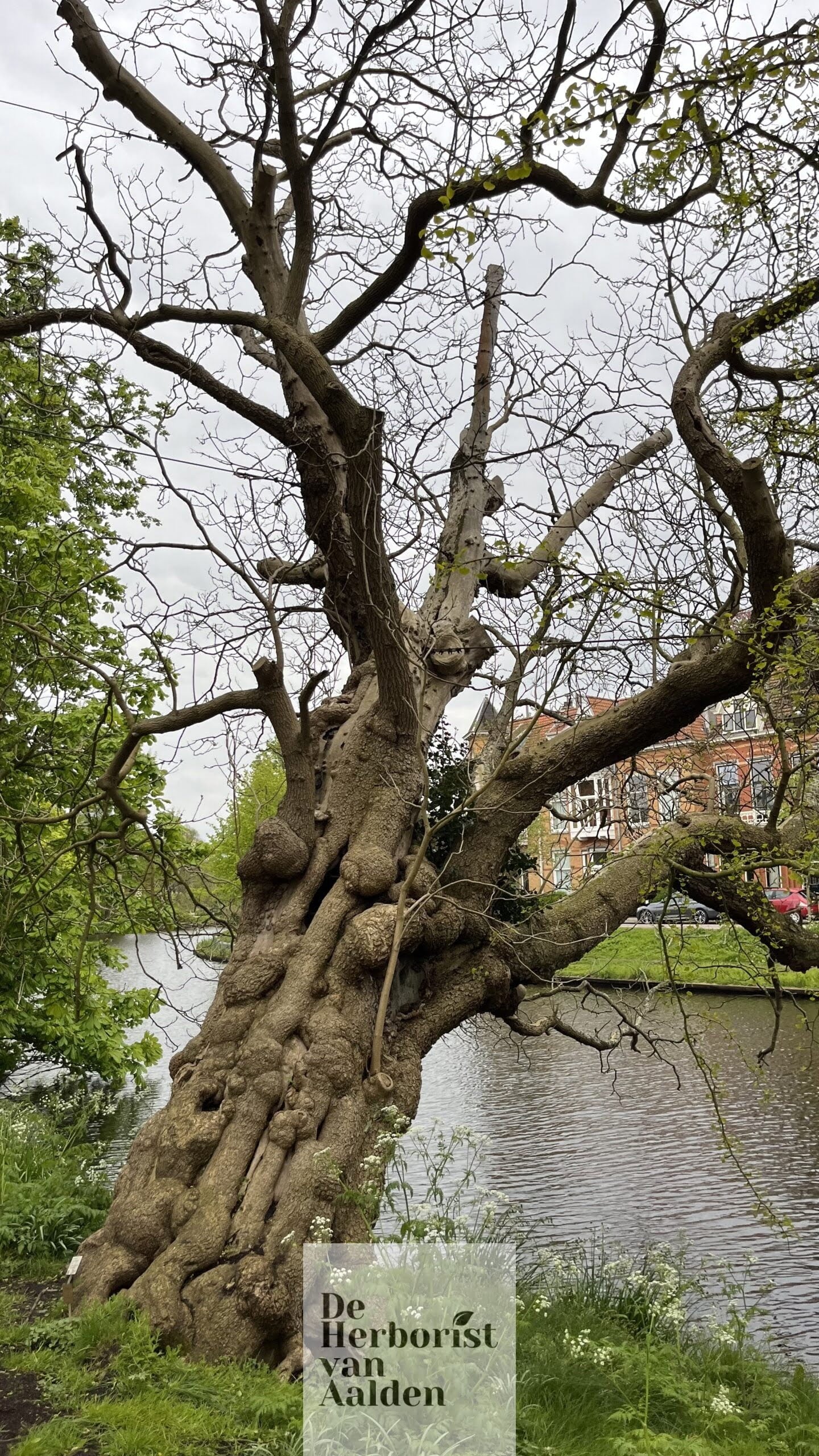 Een van de oude bomen in de Hortus van Leiden. Trompetboom Catalpa bignoniodes De Herborist van Aalden. Een van de oude bomen in de Hortus van Leiden. Trompetboom Catalpa bignoniodes