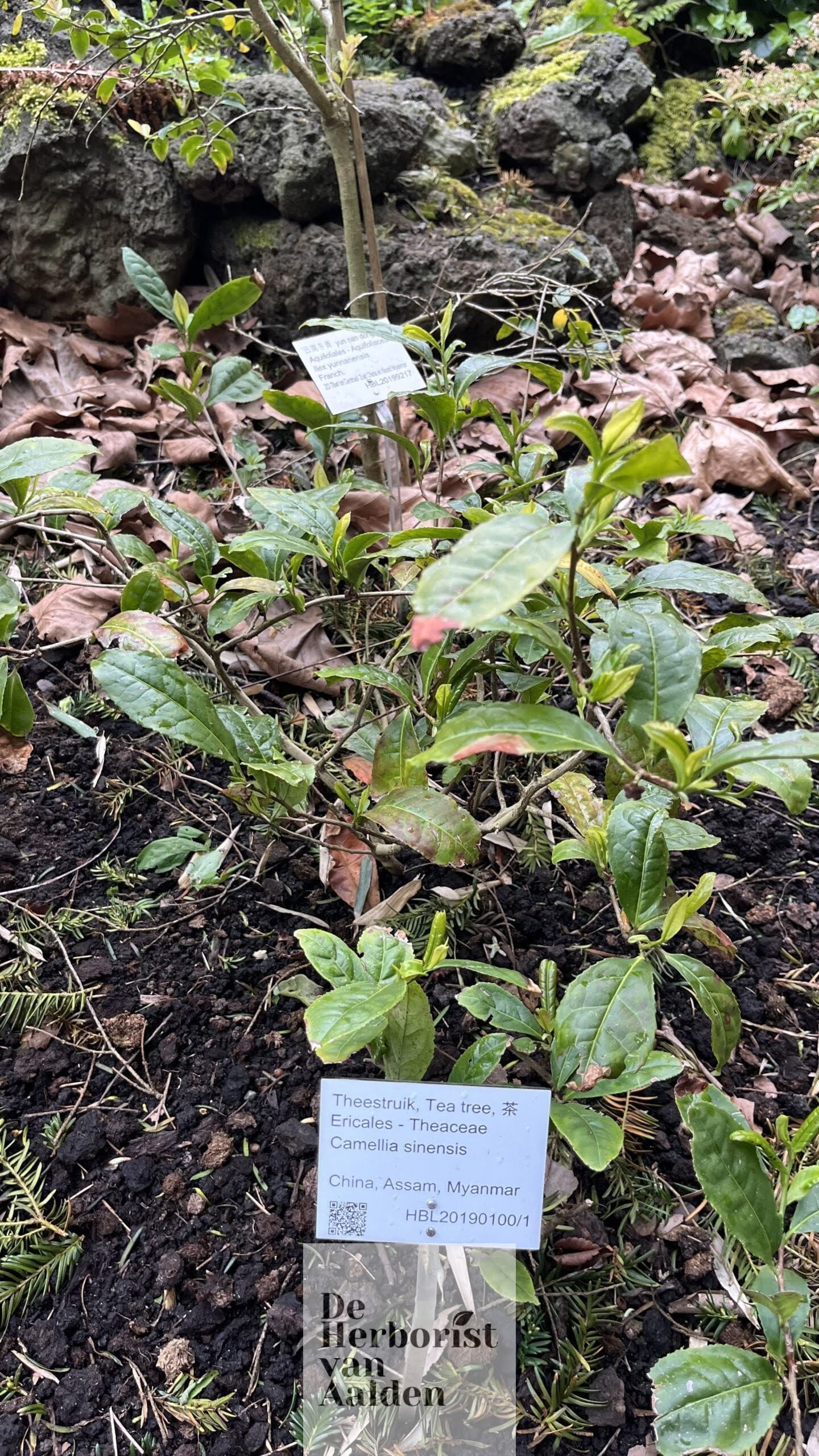 De Herborist van Aalden, Echte theeblaadjes De Chinese tuin in de Hortus Botanicus Leiden