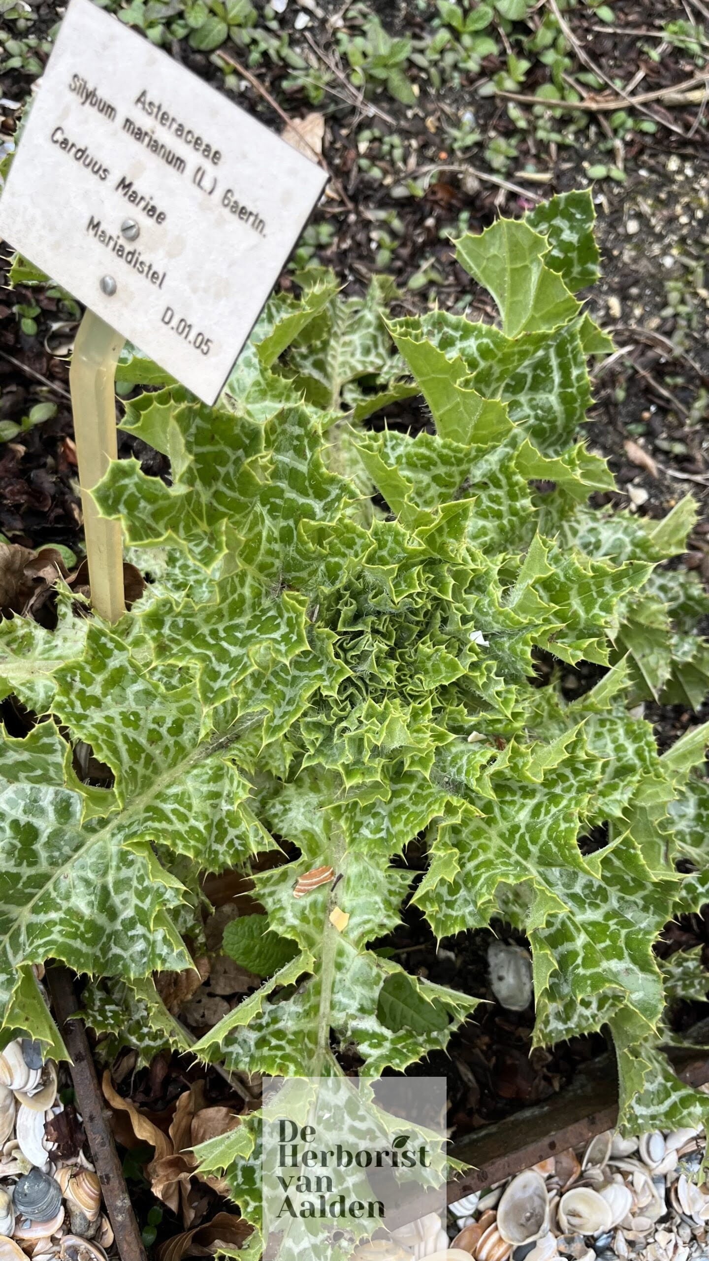 De Herborist van Aalden, De Mariadistel in de Clusiustuin Hortus Botanicus Leiden