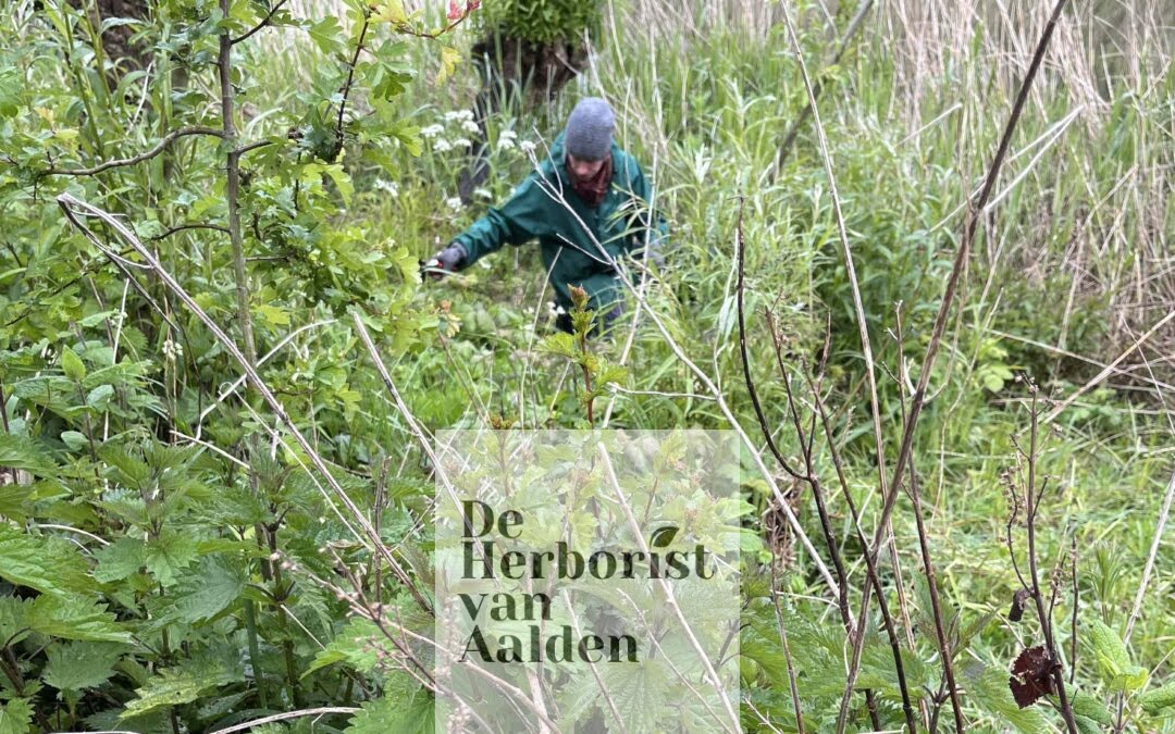 De tuin van Weleda in Zoetermeer