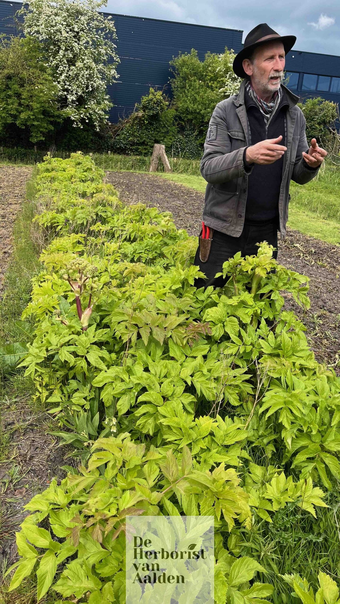 De Herborist van Aalden bezoekt de tuin van Weleda. Hier staat Jan Graafland bij de Engelwortel