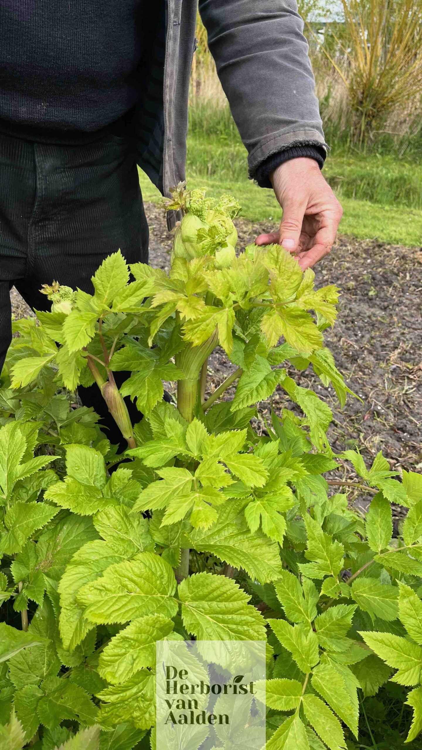 De Herborist van Aalden bezoekt de tuin van Weleda. Hier staat Jan Graafland bij de Engelwortel2