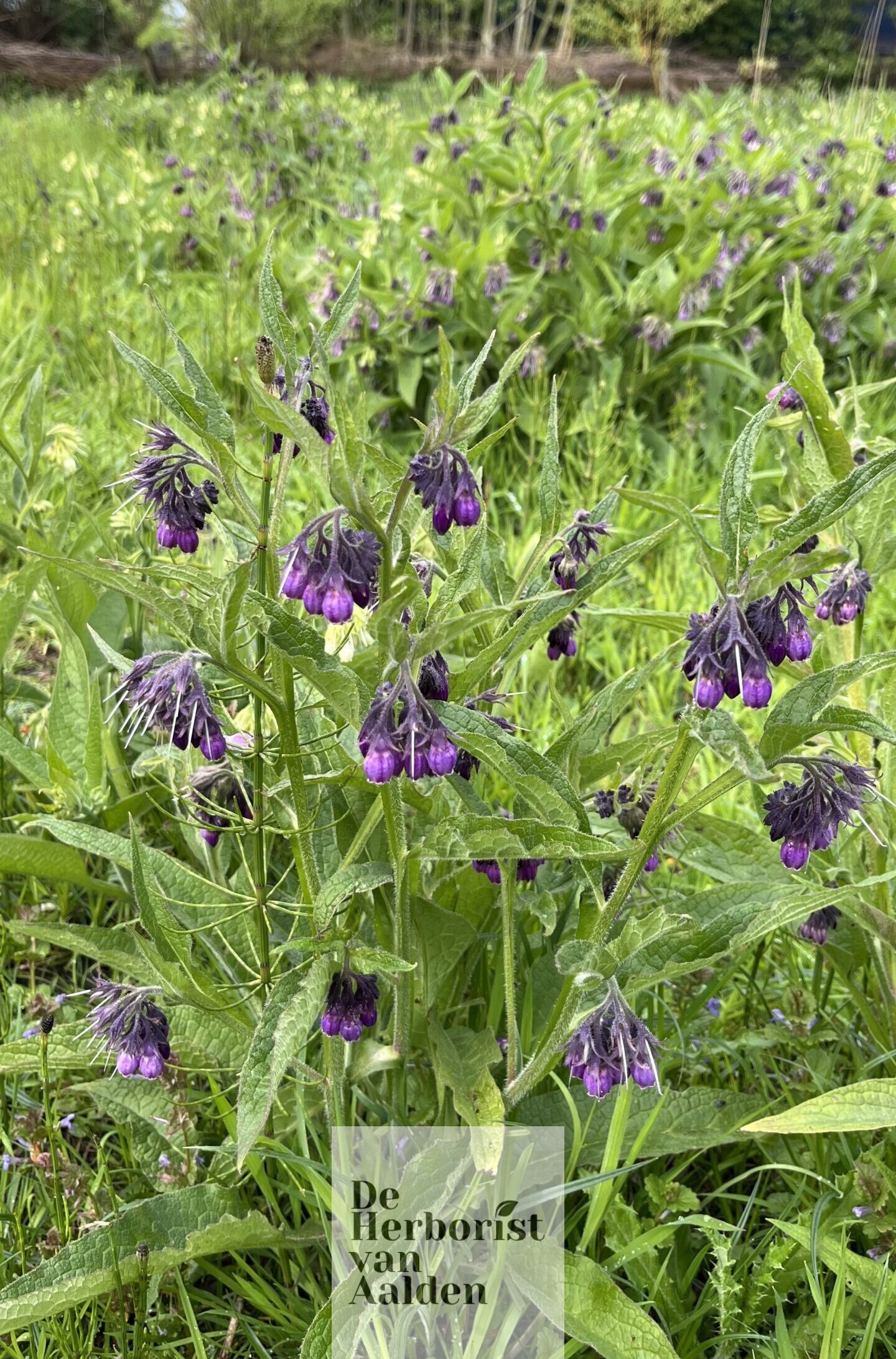 De Herborist van Aalden bezoekt de tuin van Weleda in Zoetermeer. De Smeerworteltuin in bloei