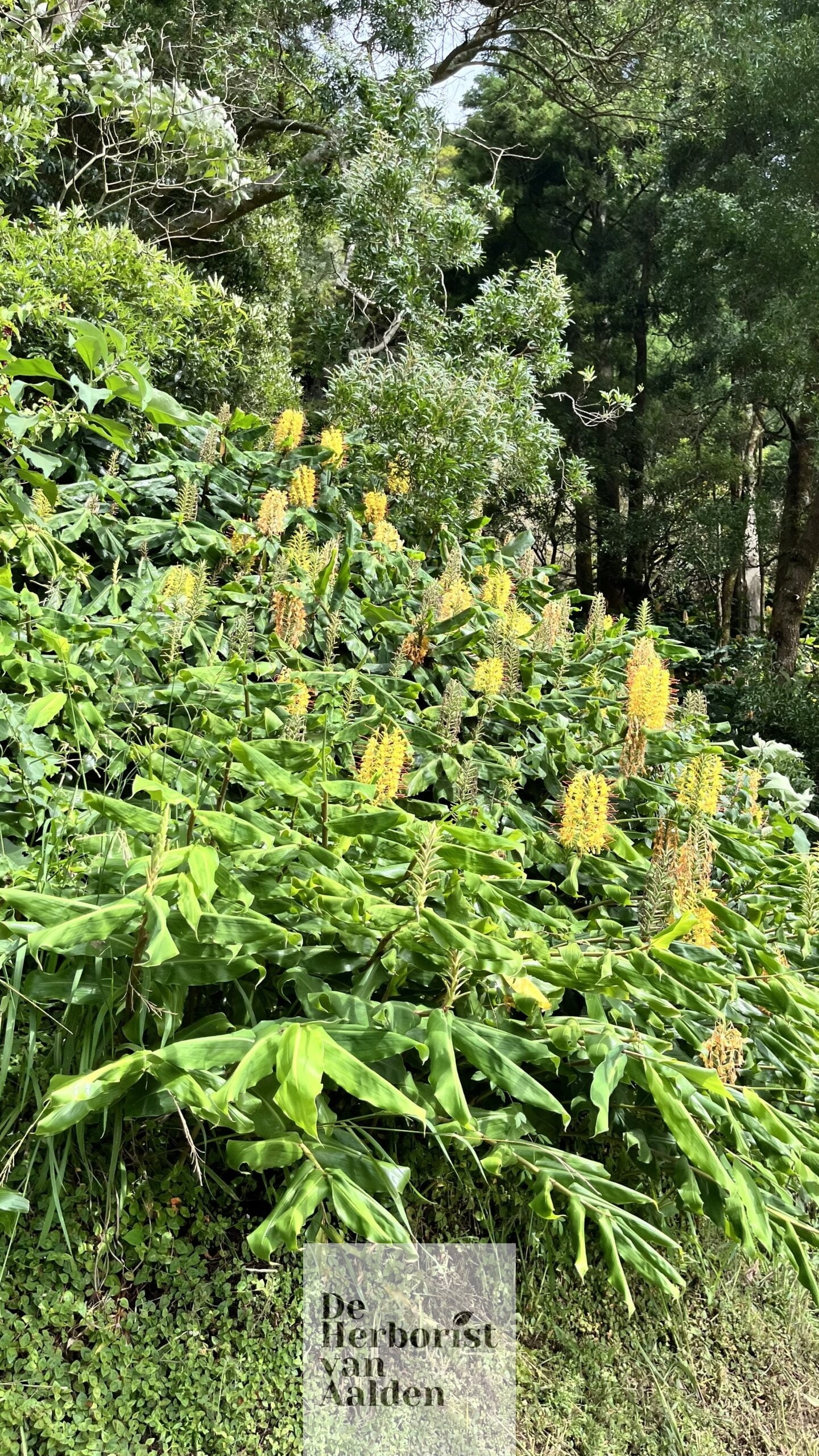 © De herborist van Aalden. Hedychium gardneranum – Kahili-gember op de Azoren