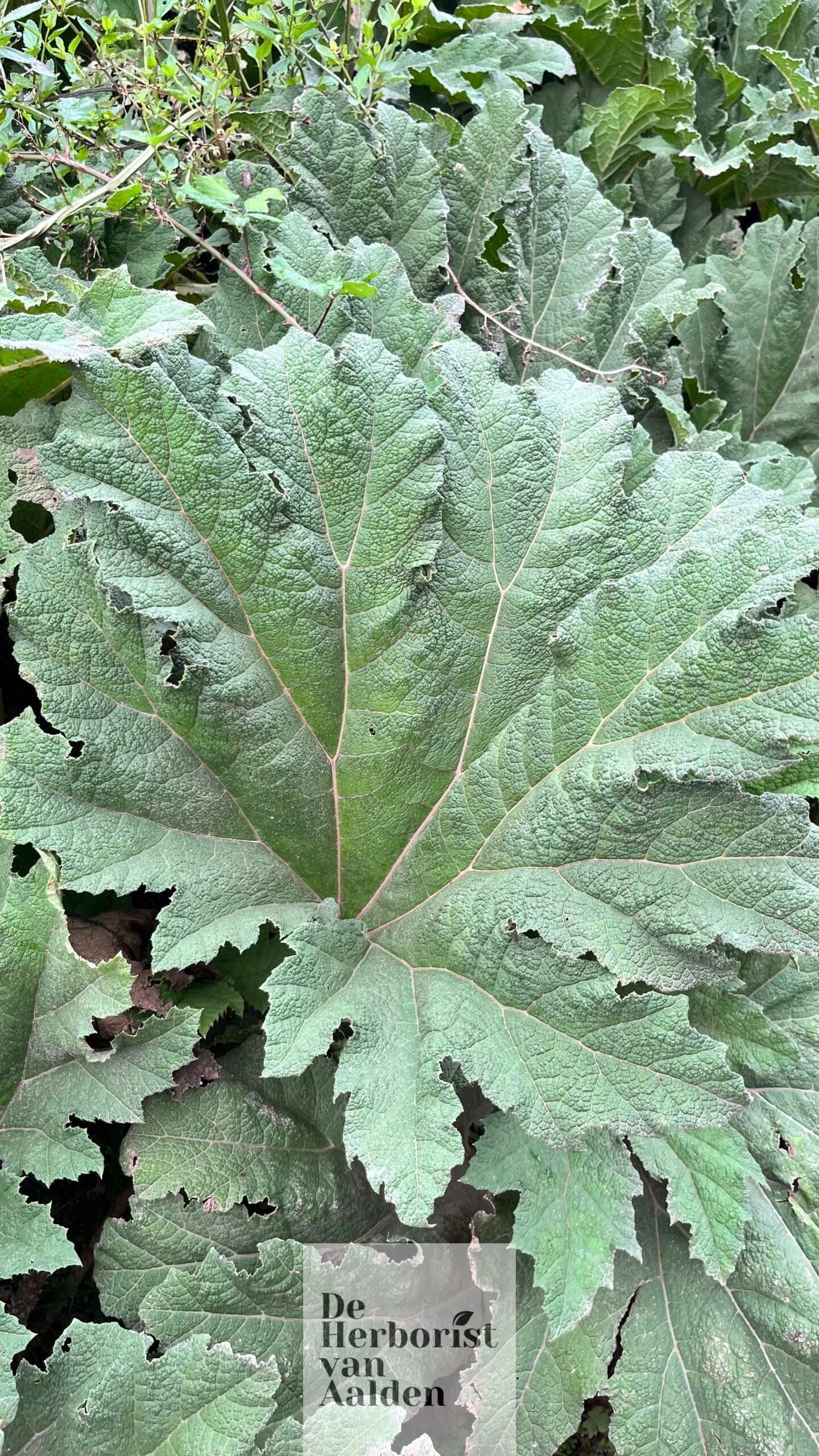 © De Herborist van Aalden. Gunnera tinctoria – Reuzenrabarber, Azoren