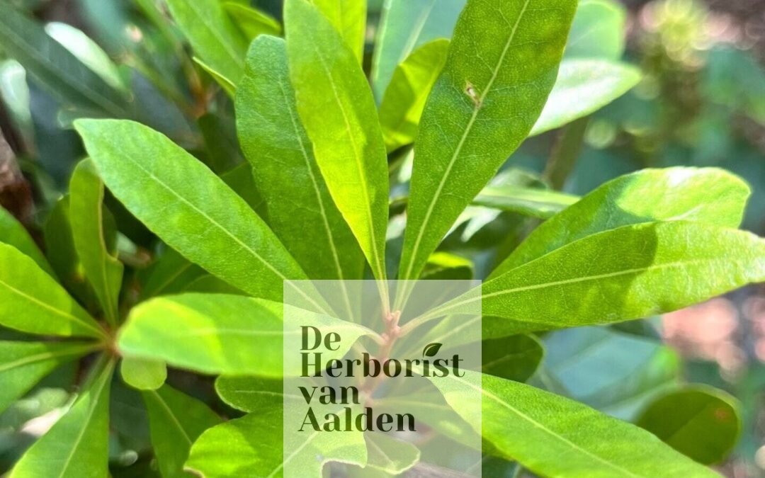 Bloedstollende Azoren