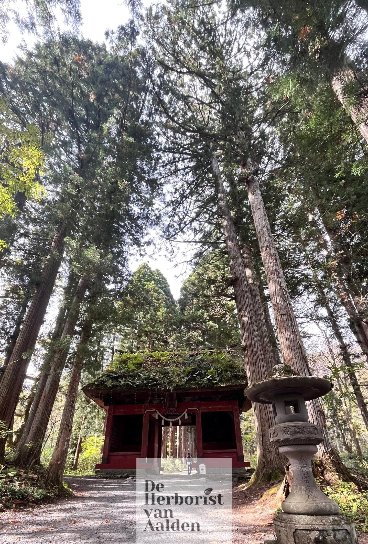 © De Herborist van Aalden in Japan, Kim Voets. Togakushi Shrine Okusha, Zuishinmon gate