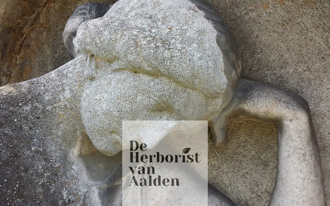 Vermoeidheid en fytotherapie