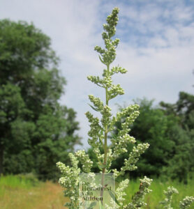 © De Herborist van Aalden. Artemisia Vulgaris