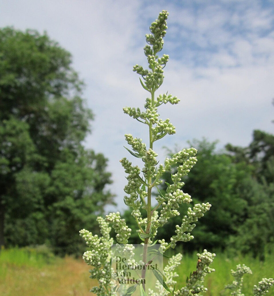 © De Herborist van Aalden. Artemisia Vulgaris © De Herborist van Aalden. Artemisia Vulgaris